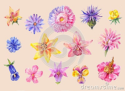 Set of flowers head in watercolor. Hand drawn painting, isolated Vector Illustration