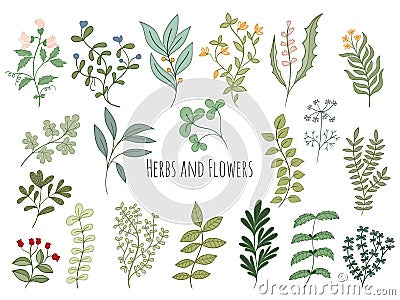 Set of flowers and herbs Vector Illustration