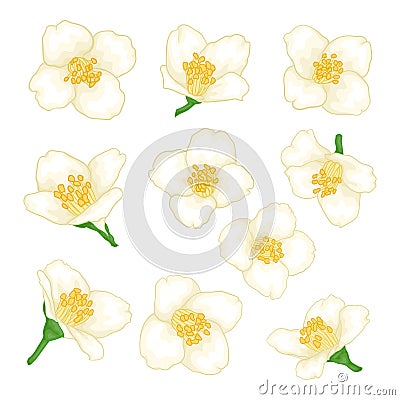Set of flowers jasmine cartoon watercolour style isolated on white background. Hand-draw branch flowers. Design element for Vector Illustration