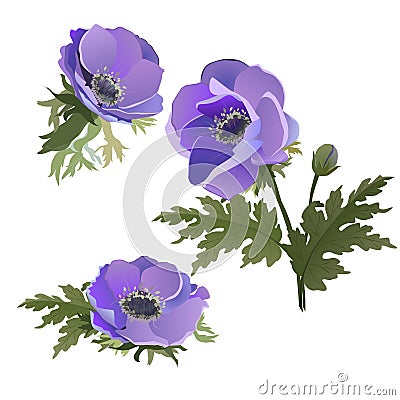 A set of flowers. Lilac Poppies. Vector Illustration