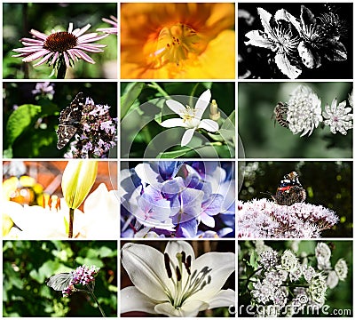 Set of flowers macro Stock Photo