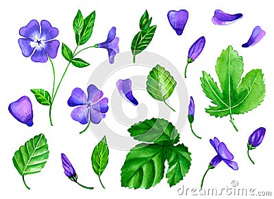 A set of flowers periwinkle is made in watercolor Vector Illustration