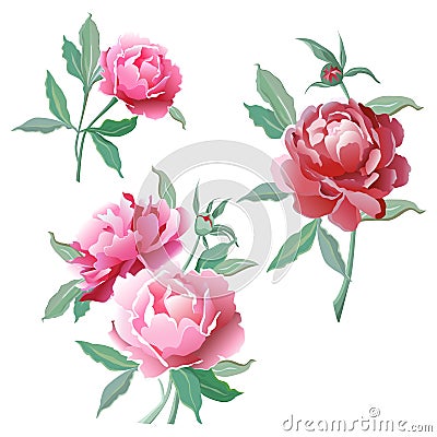 A set of flowers. Pink peonies. Stock Photo