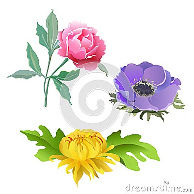A set of flowers. Pink peony, lilac poppy, yellow chrysanthemum. Stock Photo