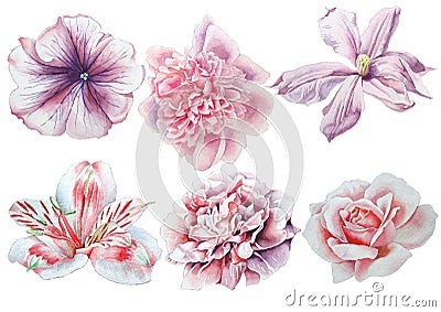 Set with flowers. Rose. Alstroemeria. Pansies. Peony. Clematis. Watercolor illustration. Cartoon Illustration