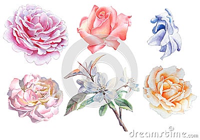 Set with flowers. Rose. Blossom. Watercolor illustration. Cartoon Illustration