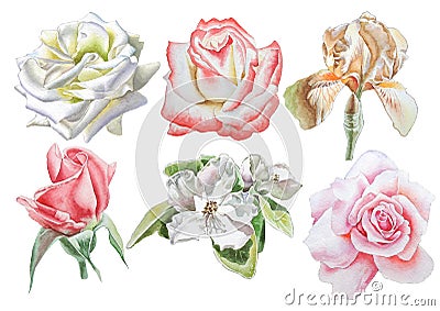 Set with flowers. Rose. Iris. Blossom. Watercolor illustration. Cartoon Illustration