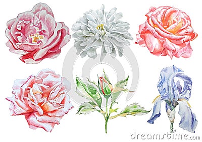 Set with flowers. Rose. Iris. Chrysanthemum. Watercolor illustration. Cartoon Illustration