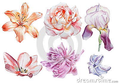 Set with flowers. Rose. Iris. Lily. Peony. Watercolor illustration. Cartoon Illustration