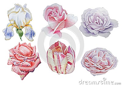 Set with flowers. Rose. Iris. Tulip. Watercolor illustration. Cartoon Illustration