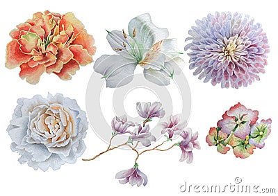 Set with flowers. Rose. Peony. Alstroemeria. Marigold. Watercolor illustration. Cartoon Illustration