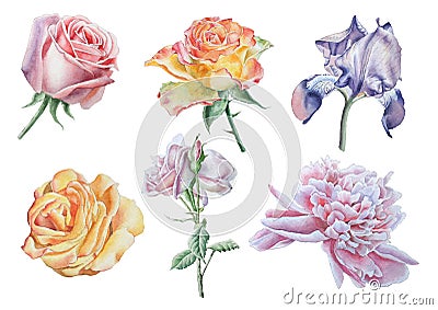 Set with flowers. Rose. Peony. Iris. Watercolor illustration. Cartoon Illustration