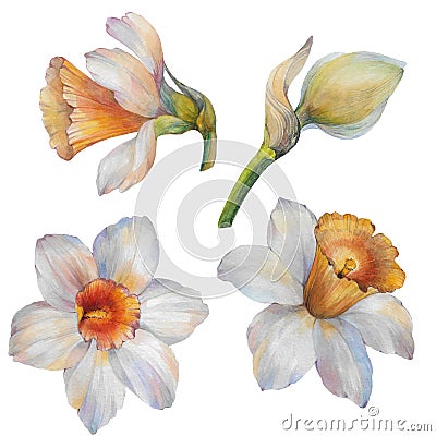 Set of watercolor flowers narcissus. Watercolor illustration. Cartoon Illustration