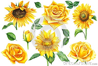 Set of flowers sunflowers and yellow roses, leaves on a white background, watercolor illustration Cartoon Illustration