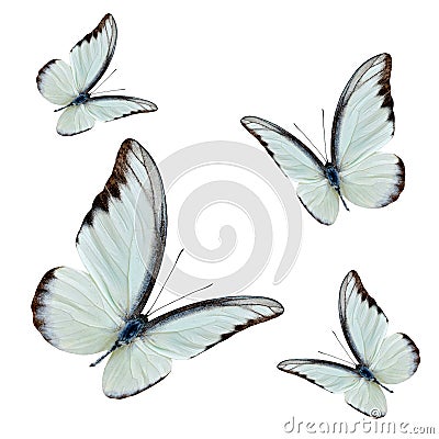 Set of flying beautiful buterflies with fully wing sweeping over Stock Photo