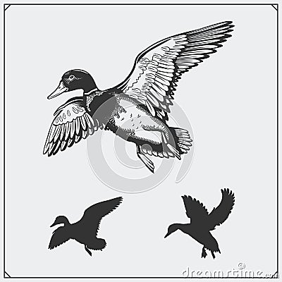 Set of flying wild ducks. Vector Illustration