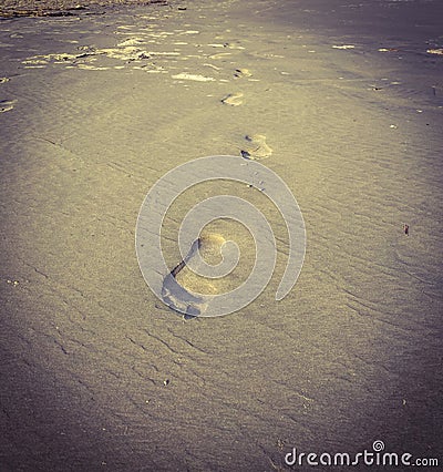 Set of footprints in the sand. Stock Photo