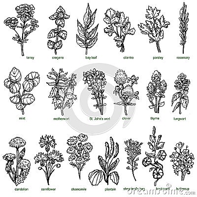 Set of forest and field medicinal herbs and greenery hand drawn in ink. Chamomile, thyme, oregano, cilantro, par Stock Photo