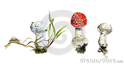 The set forest mushrooms, agaric and raincoats, watercolor painting Stock Photo