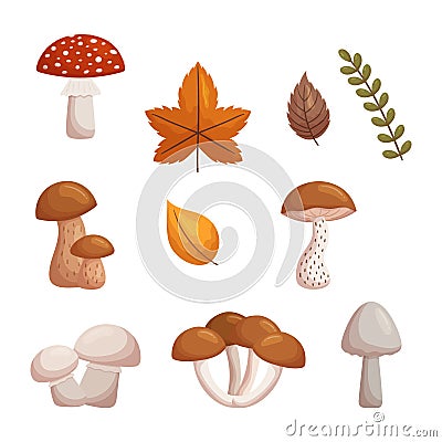 Set Of Forest Mushrooms. Various Fungi Found In Depths Of The Forest, Displaying An Array Of Shapes, Sizes, And Colors Vector Illustration