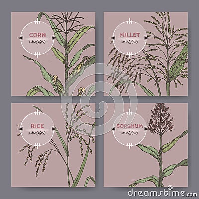 Set of four banners with Asian rice, Proso millet, corn and sorghum color sketch. Vector Illustration