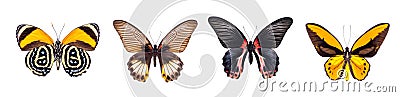 Set of four beautiful and colorful butterflies Stock Photo