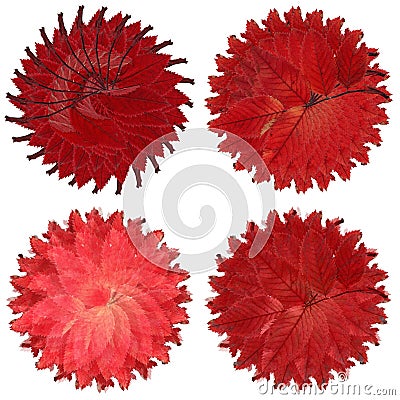 Set of four circular leaf backgrounds Stock Photo