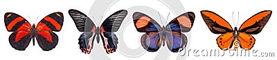 Set of four colorful and beautiful butterflies Stock Photo