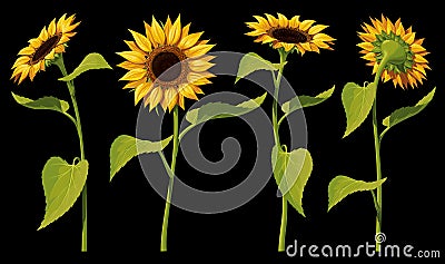 A set of four isolated sunflower flowers with leaves and stems, in different angles, on a black background. Vector Illustration