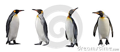 King penguins isolated Stock Photo