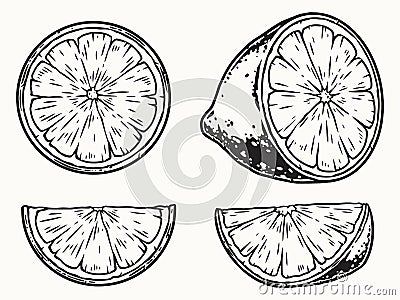 Set of four lime parts Vector Illustration