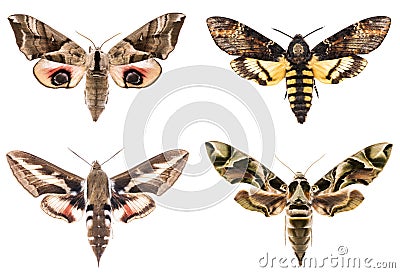 Set of four Sphingidae hawk-moths Stock Photo