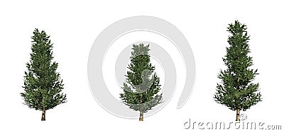 Set of Fraser Fir trees Stock Photo