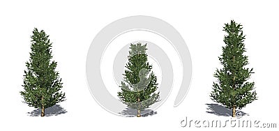 Set of Fraser Fir trees with shadow on the floor Stock Photo