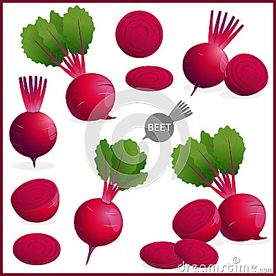 Set of fresh beet or red beetroot vegetable with green leaves in various shapes and styles in vector illustration Vector Illustration