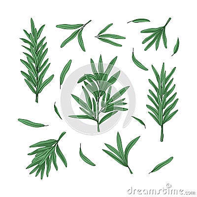 Set of fresh branches and leaves of rosemary Vector Illustration