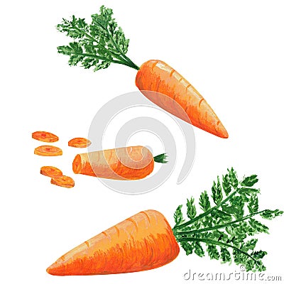 Set of fresh carrots vegetable in cookery. Watercolor gouache hand drawn illustration of sliced carrot in realistic Cartoon Illustration