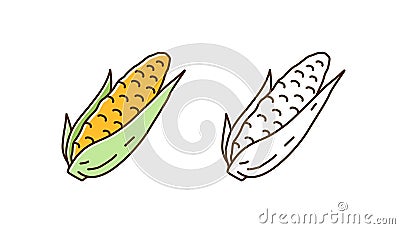 Set of fresh corn in cob colorful line art and outline monochrome style. Natural organic seasonal vegetable vector Vector Illustration