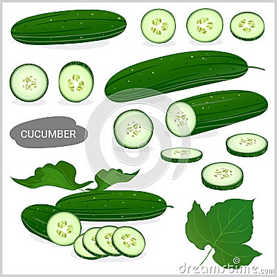 Set of fresh cucumber in various style, vector format Vector Illustration