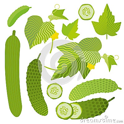 Set of fresh cucumbers Vector Illustration