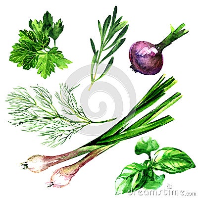 Set of fresh green leafy vegetables, fresh dill, parsley, onion, basil, rosemary, natural culinary herbs and spices Cartoon Illustration