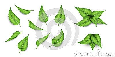 Set of fresh green mint leaves. Realistic peppermint and spearmint for medicine, cooking Vector Illustration
