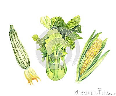 Set of fresh green vegetables isolated on white background. Zucchini, Cabbage kohlrabi, Corncob with leaf. Hand-drawn Cartoon Illustration