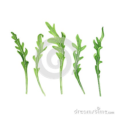 Set fresh leaves salad arugula. Watercolor painting on white background. Illustration for design, textiles, menu, poster Cartoon Illustration