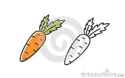 Set of fresh organic carrot in colorful and monochrome line art style. Natural vegetable with design elements isolated Vector Illustration