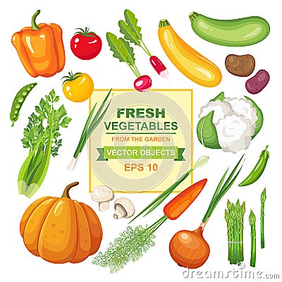 Set of fresh, ripe, delicious vegetables for your design. Colorful collection of isolated vegetarian food from the garden Vector Illustration