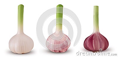 Set of fresh young garlic Stock Photo