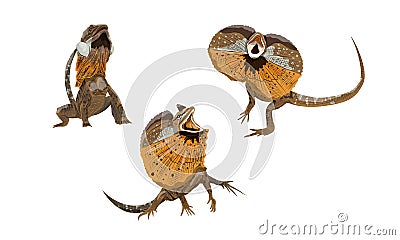 Set of Frilled Lizards Chlamydosaurus kingii or frill-necked lizard, frilled dragon or frilled agama. Wild reptiles of Australia a Vector Illustration