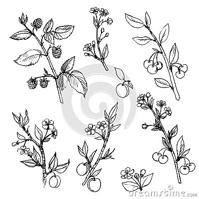 Set of fruit tree branches with leaves and berries Vector Illustration