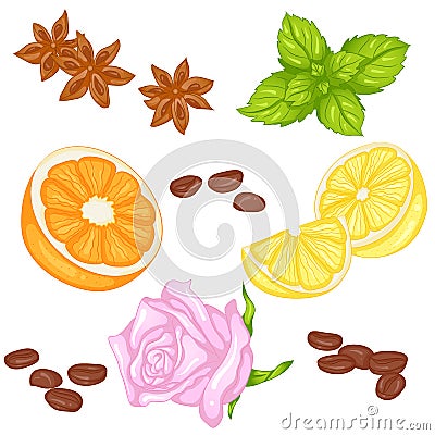 Set of fruits spices Vector Illustration